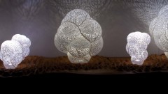 Growing Objects Art Exhibition